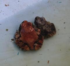 Tomopterna natalensis