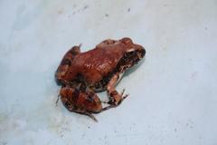 Tomopterna natalensis