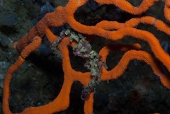 Achaeopsis spinulosa