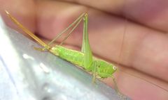 Conocephalus hastatus