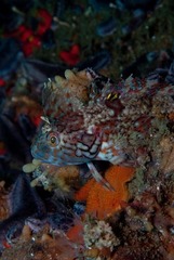 Clinus superciliosus