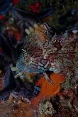 Clinus superciliosus