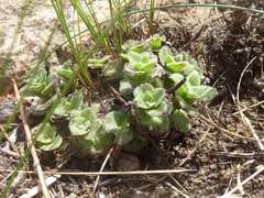 Crassula setulosa setulosa