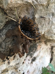 Lestrimelitta niitkib