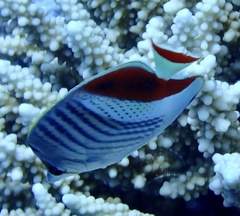 Chaetodon paucifasciatus