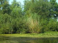 Phragmites australis altissimus