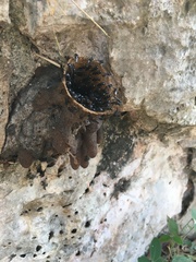 Lestrimelitta niitkib