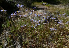 Felicia merxmuelleri