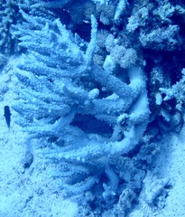 Acropora hemprichii