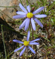 Felicia merxmuelleri