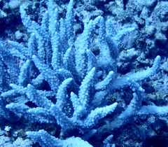 Acropora hemprichii