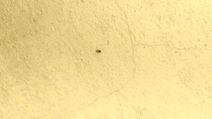 Euophrys melanoleuca