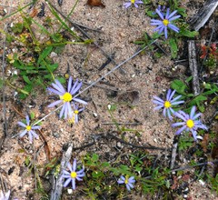 Felicia merxmuelleri