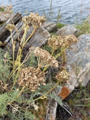 Phlojodicarpus sibiricus