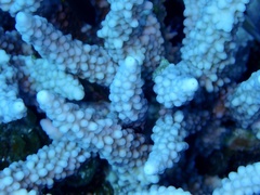Acropora hemprichii