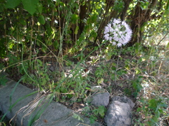 Allium nutans