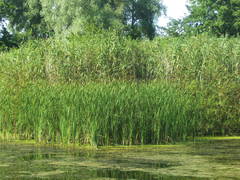 Phragmites australis altissimus