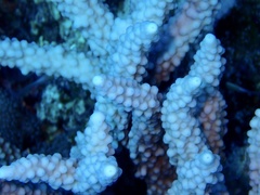 Acropora hemprichii