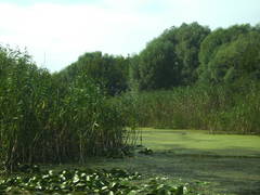 Phragmites australis altissimus