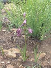 Eulophia hians hians