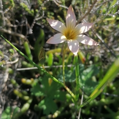 Romulea jugicola