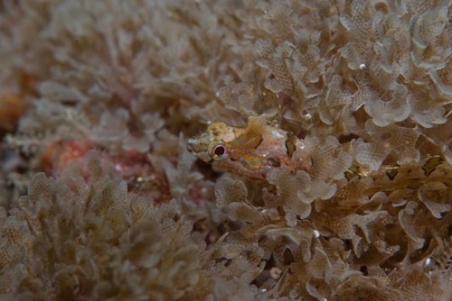 Pavoclinus caeruleopunctatus