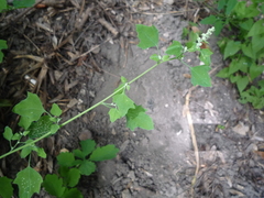 Chenopodium opulifolium
