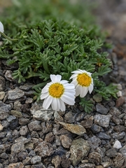 Leucanthemopsis