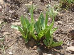 Plantago longissima