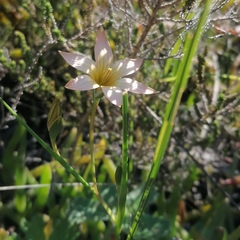 Romulea jugicola