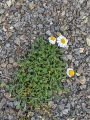 Leucanthemopsis