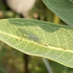 Chrysopa coloradensis