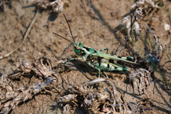 Psinidiini