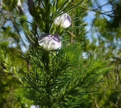 Psoralea intonsa