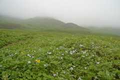Nolana humifusa