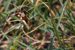 Tarache augustipennis