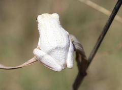 Hyperolius marmoratus taeniatus