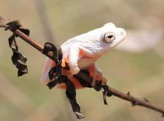 Hyperolius marmoratus taeniatus