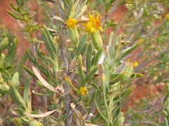 Hertia pallens