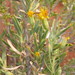 Grey Springbokbush - Photo (c) lorainevdb, some rights reserved (CC BY-NC), uploaded by lorainevdb