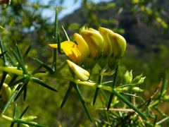 Aspalathus vulnerans