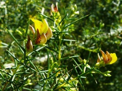 Aspalathus vulnerans