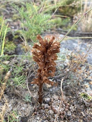 Orobanche coerulescens