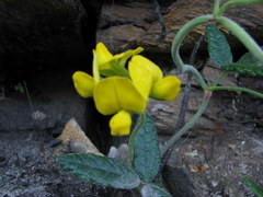 Rhynchosia chrysoscias