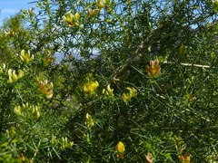 Aspalathus vulnerans