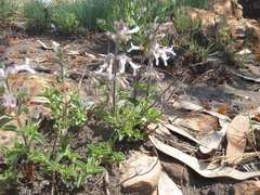 Syncolostemon pretoriae