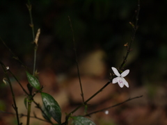 Pseuderanthemum malabaricum