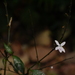 Pseuderanthemum malabaricum - Photo (c) Dinesh Valke, algunos derechos reservados (CC BY-SA)
