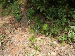 Pseuderanthemum malabaricum