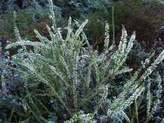 Struthiola hirsuta